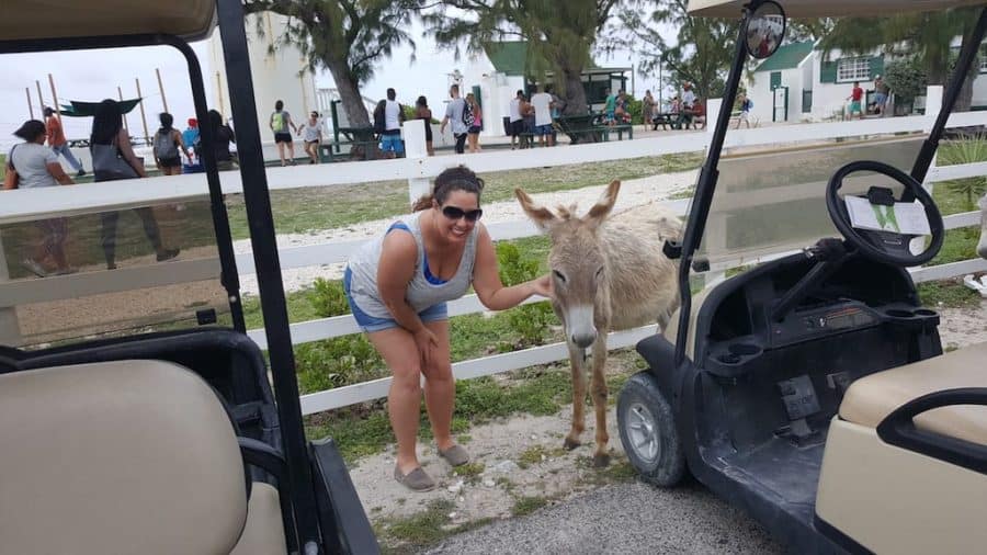 Donkeys In Grand Turk