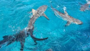 Two sharks swimming in clear blue water with their fins and tails visible near the surface, inviting adventurous souls to swim with sharks and experience the thrill up close.