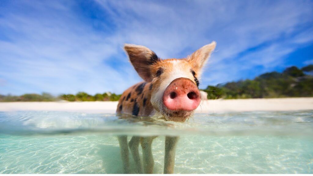 Pig standing in clear shallow water on a sunny day, with greenery and blue sky in the background.