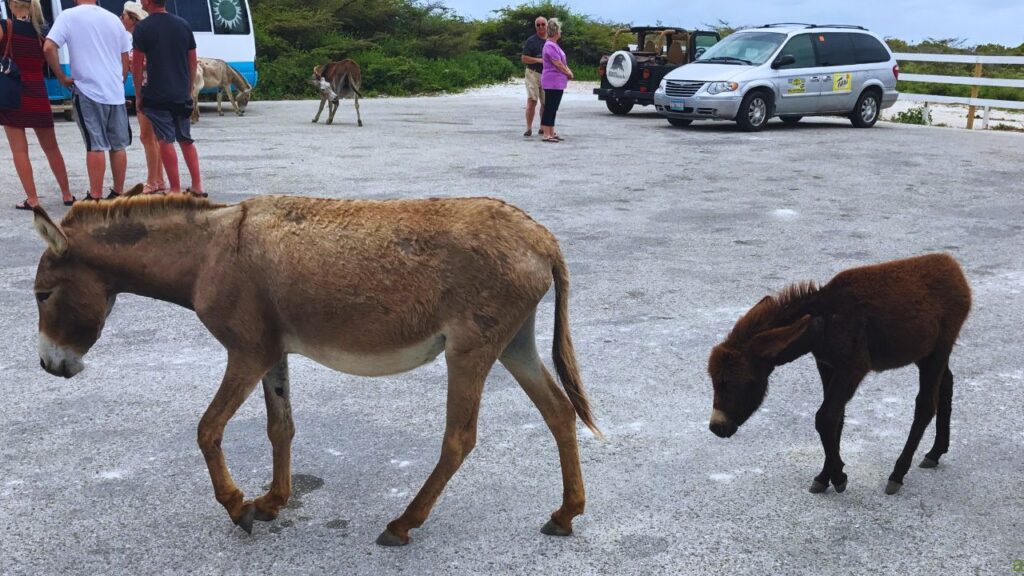 A donkey and a foal walk on a paved area, with people and cars in the background.