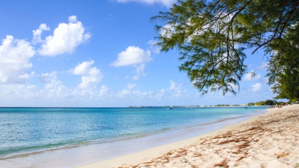 Sandy beach with clear blue water and a tree partially shading the shore, under a bright blue sky with scattered clouds.