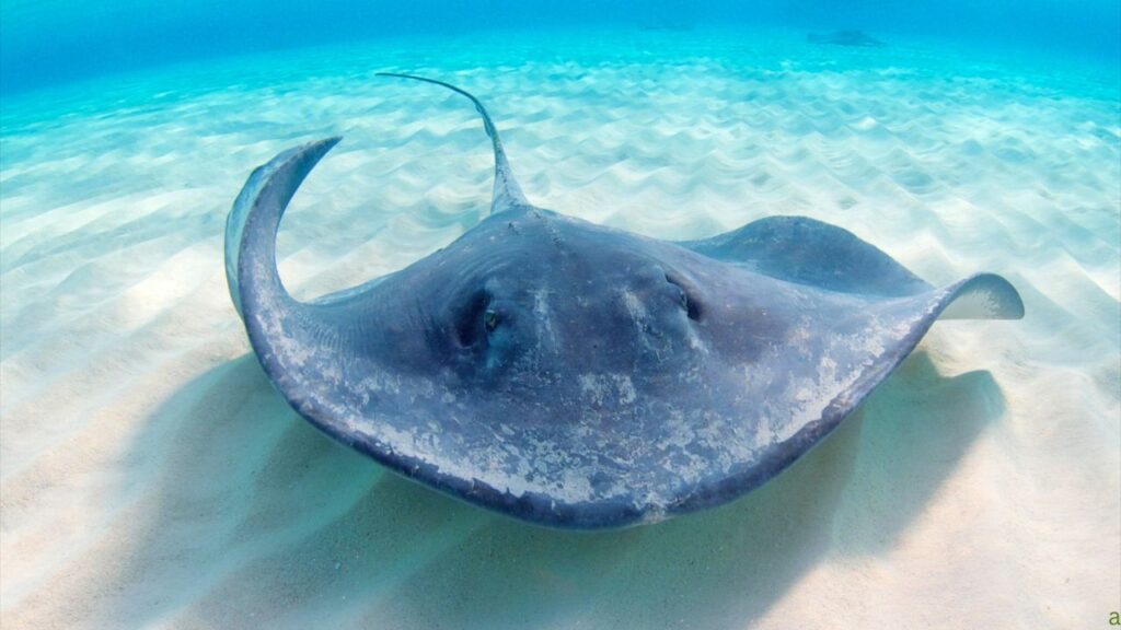 A stingray swims gracefully over a sandy ocean floor with its tail curved and body blending into the surroundings.