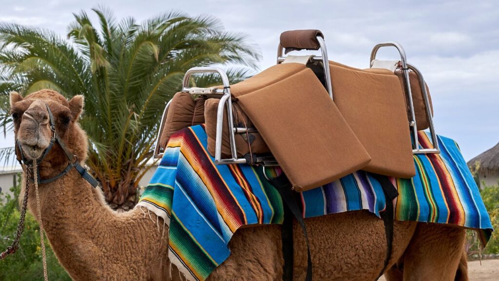 Camel with colorful saddle blankets and padded seat, standing under a palm tree on a cloudy day.