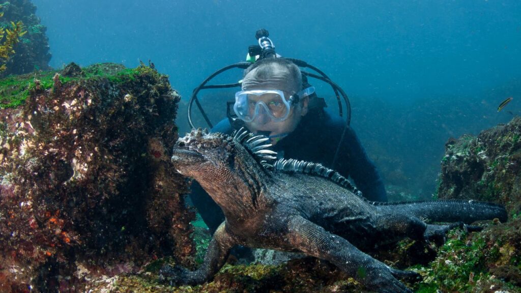 A diver observing a large marine iguana among rocks underwater.