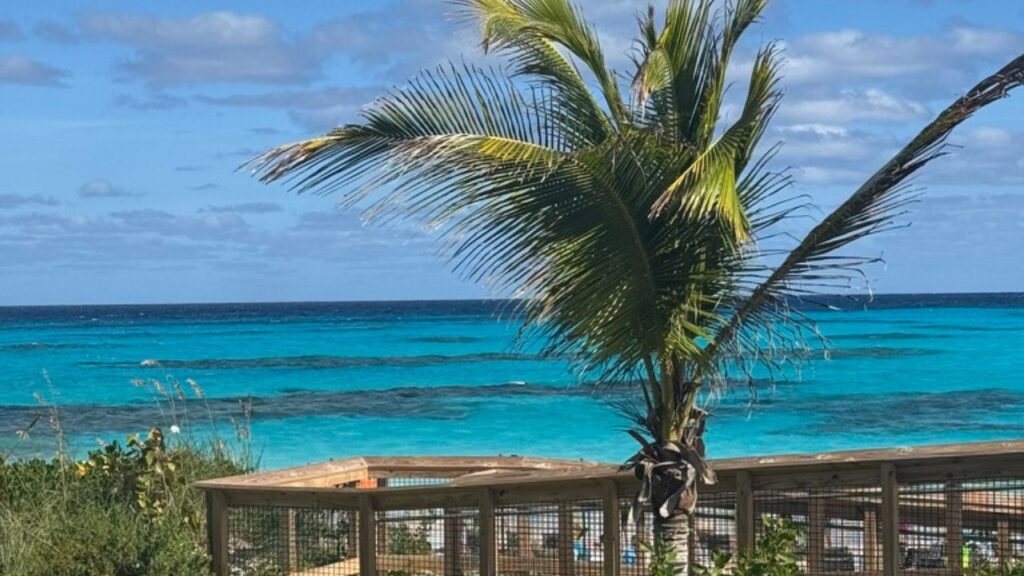 Palm tree by a wooden railing overlooking a turquoise ocean under a partly cloudy sky.