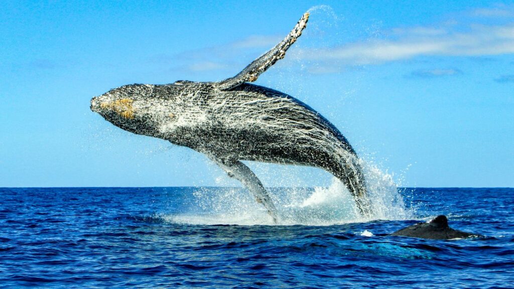 A humpback whale breaching above the ocean's surface under a clear blue sky.