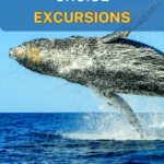 A whale leaps out of the ocean with the text "5 Best Cabo Cruise Excursions.