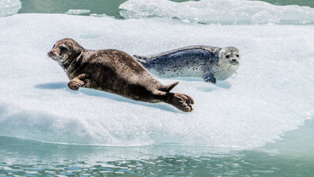 Two seals resting on a sheet of ice floating in calm, turquoise water.